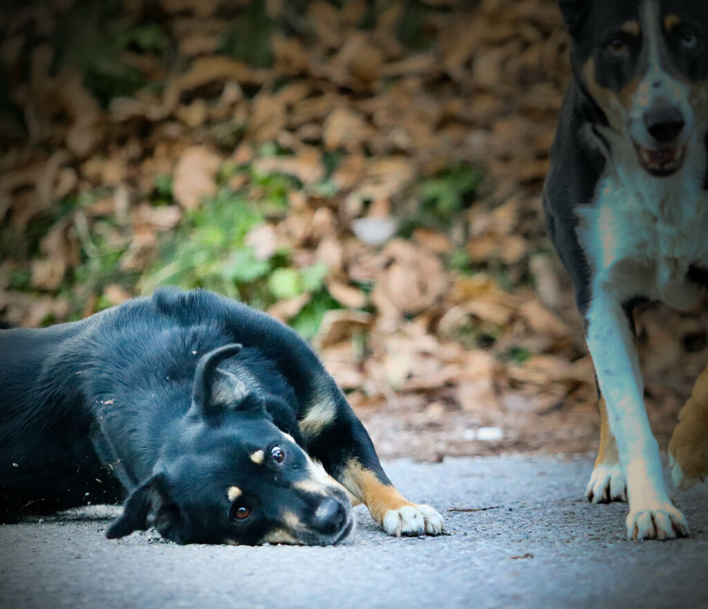 Chien Berger des Alpes et de Savoie
Haute-Savoie