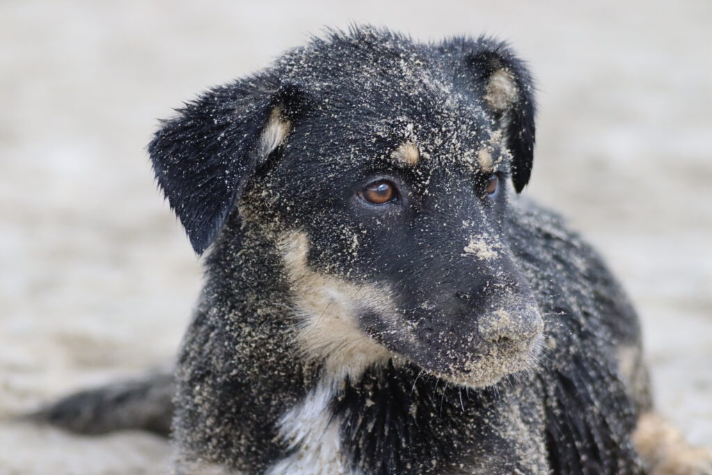 Chien Berger des Alpes et de Savoie
La Grande Motte plage Sud