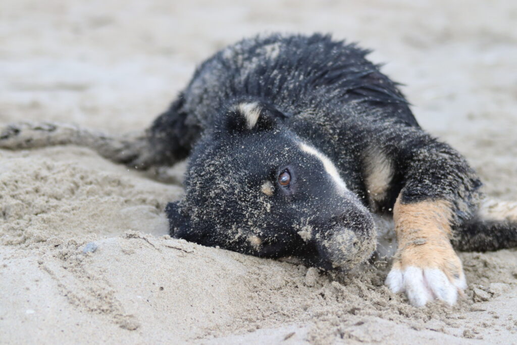 Chien Berger des Alpes et de Savoie
La Grande Motte plage Sud