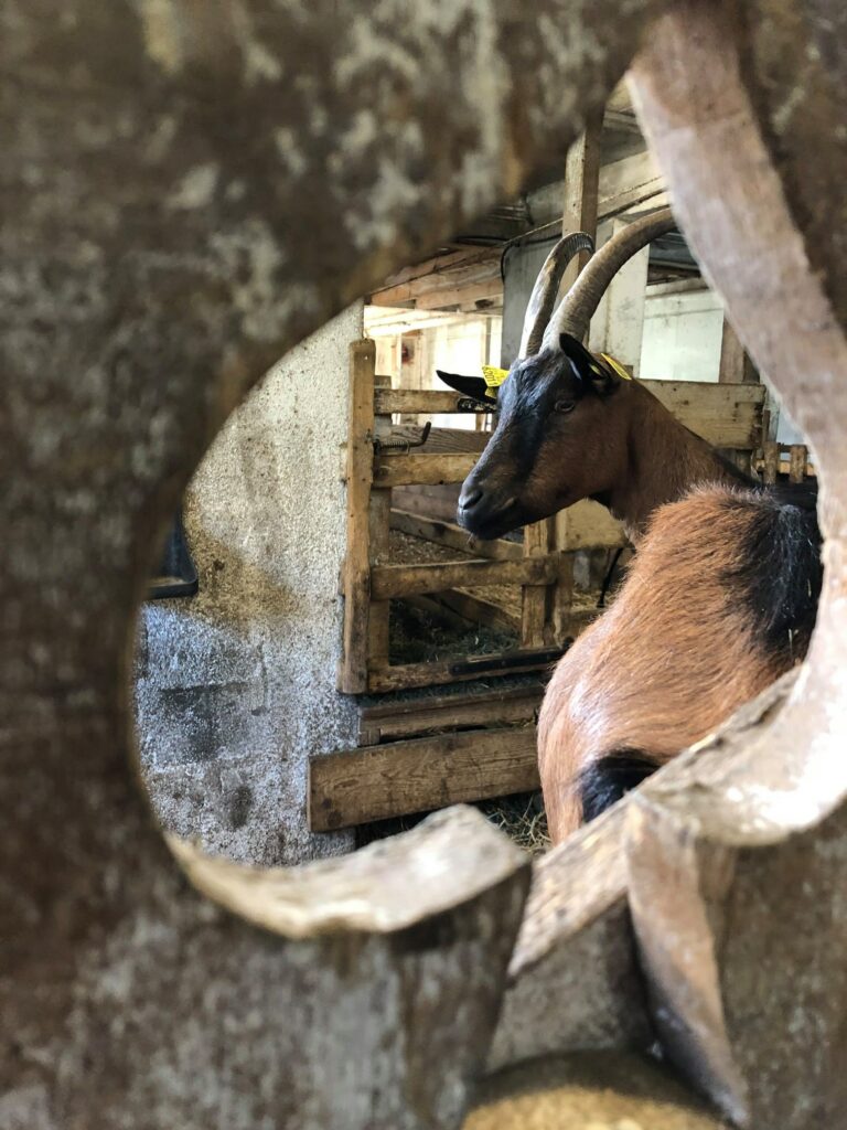 Chèvre
Ferme pédagogique Haute-Savoie, Bellevaux