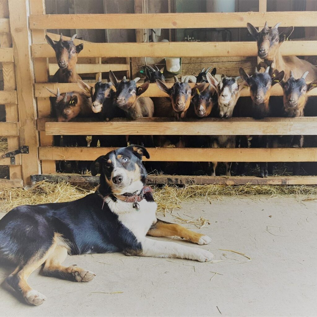 Chien Berger de Savoie et des Alpes Chevrettes
Ferme pédagogique Haute-Savoie, Bellevaux