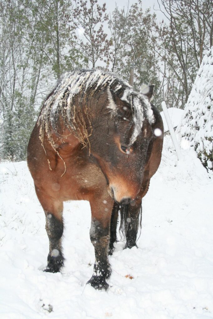 Cheval Franche Montagne x Comtois sous la neige, hiver
Ferme pédagogique Haute-Savoie Bellevaux